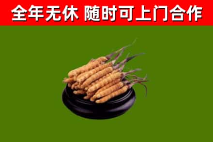 浦江回收冬虫夏草