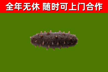 浦江回收海参干